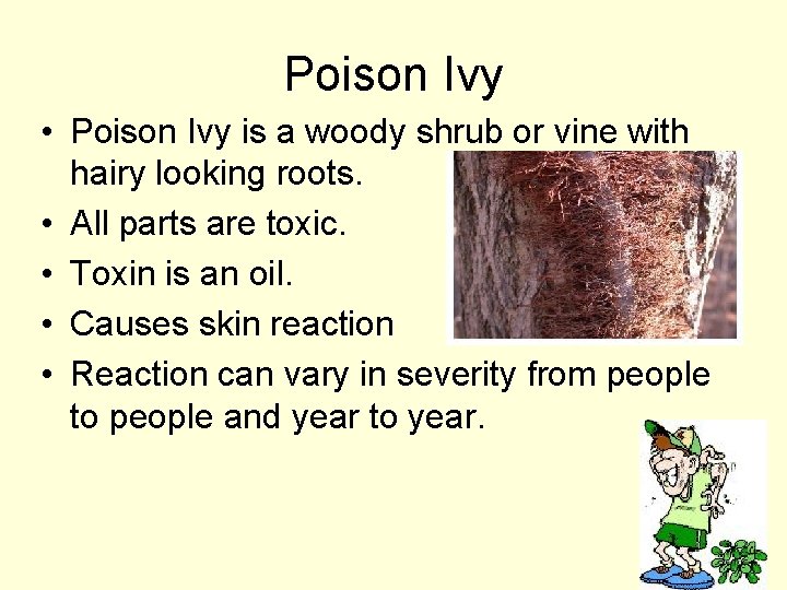 Poison Ivy • Poison Ivy is a woody shrub or vine with hairy looking