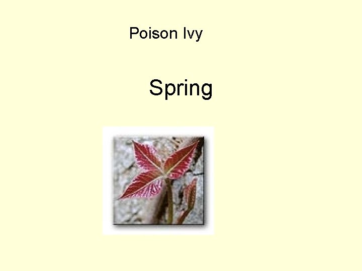 Poison Ivy Spring 