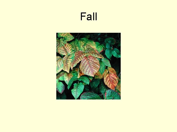 Fall 