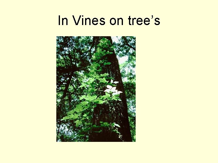 In Vines on tree’s 