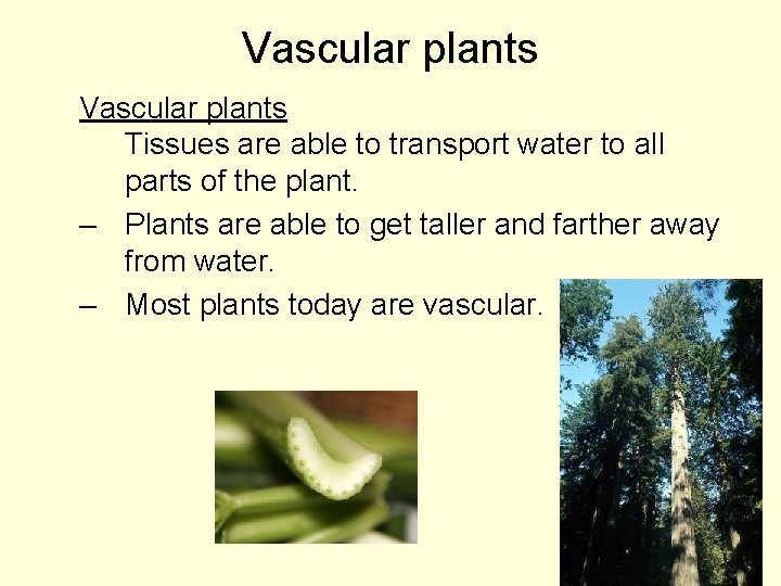 Vascular plants Tissues are able to transport water to all parts of the plant.