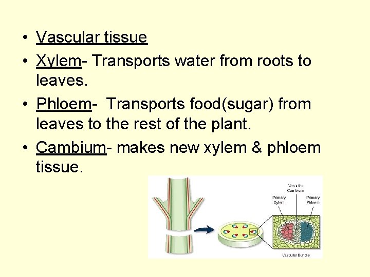  • Vascular tissue • Xylem- Transports water from roots to leaves. • Phloem-