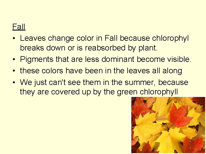 Fall • Leaves change color in Fall because chlorophyl breaks down or is reabsorbed