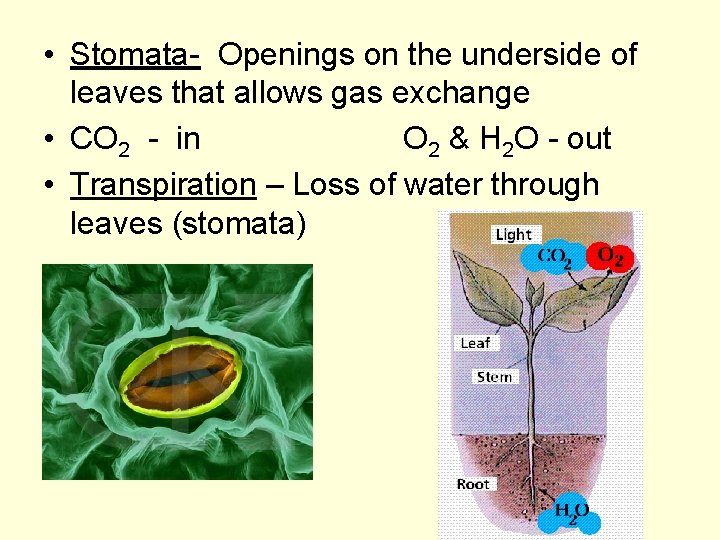  • Stomata- Openings on the underside of leaves that allows gas exchange •