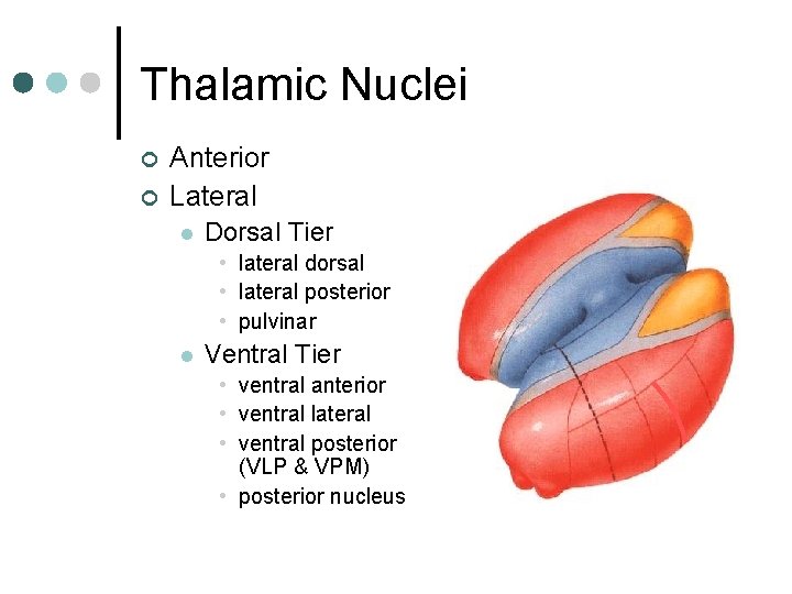 Thalamic Nuclei ¢ ¢ Anterior Lateral l Dorsal Tier • lateral dorsal • lateral