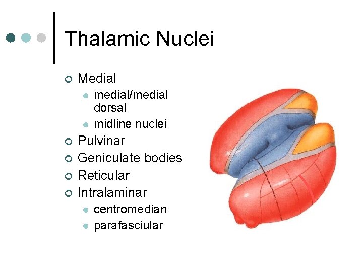 Thalamic Nuclei ¢ Medial l l ¢ ¢ medial/medial dorsal midline nuclei Pulvinar Geniculate