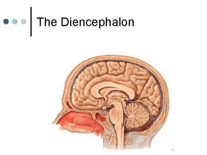 The Diencephalon 