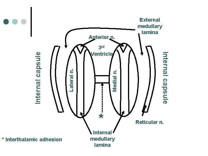Medial n. Lateral n. 3 rd Ventricle * * Interthalamic adhesion Internal medullary lamina