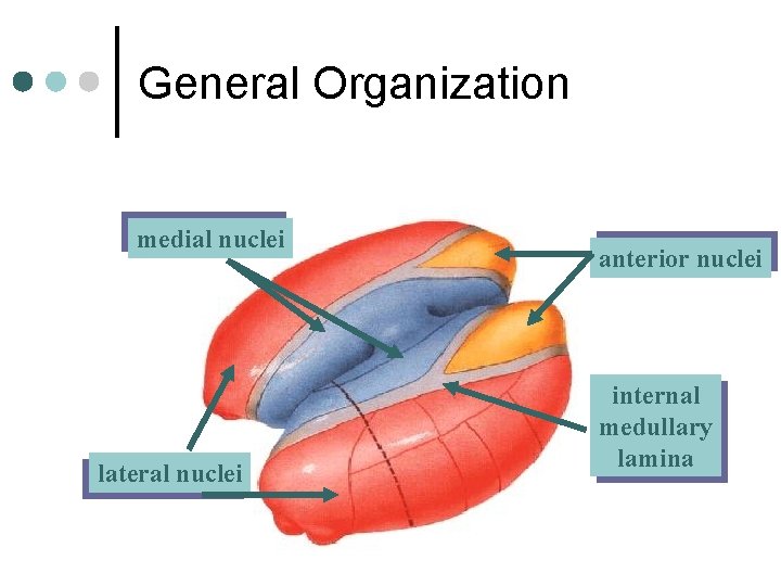 General Organization medial nuclei lateral nuclei anterior nuclei internal medullary lamina 