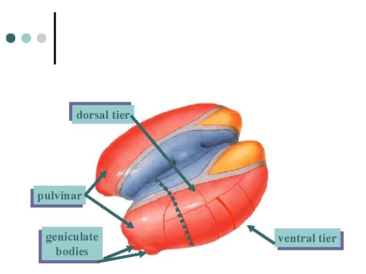 dorsal tier pulvinar geniculate bodies ventral tier 