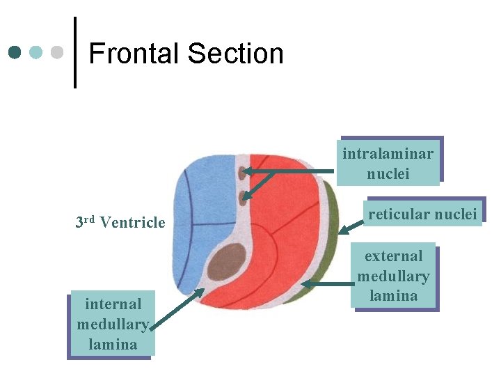 Frontal Section intralaminar nuclei 3 rd Ventricle internal medullary lamina reticular nuclei external medullary
