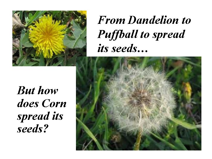 From Dandelion to Puffball to spread its seeds… But how does Corn spread its