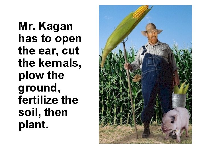Mr. Kagan has to open the ear, cut the kernals, plow the ground, fertilize