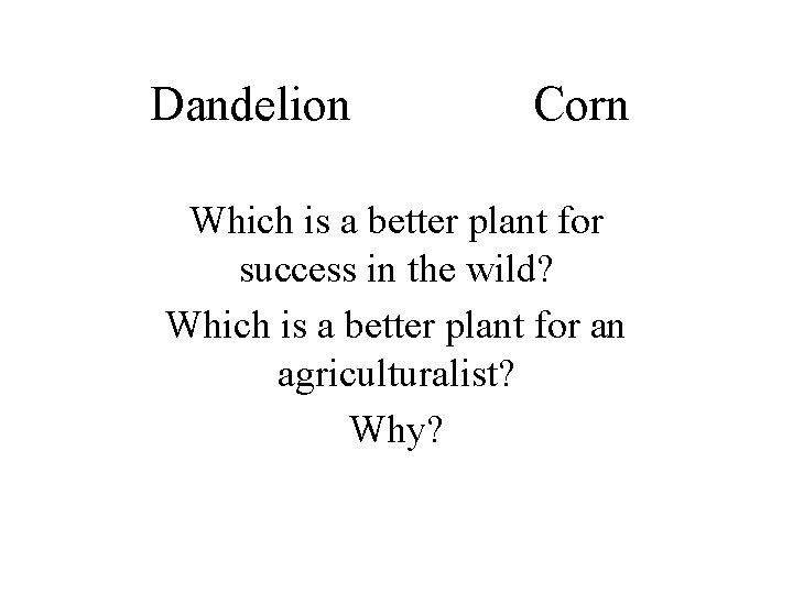 Dandelion Corn Which is a better plant for success in the wild? Which is