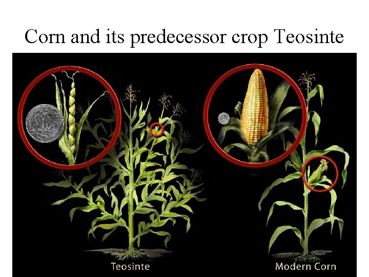 Corn and its predecessor crop Teosinte 