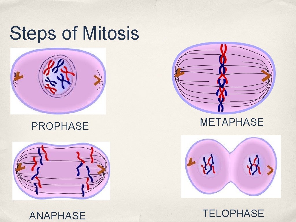 Steps of Mitosis PROPHASE METAPHASE ANAPHASE TELOPHASE Steps of Mitosis PROPHASE METAPHASE ANAPHASE TELOPHASE