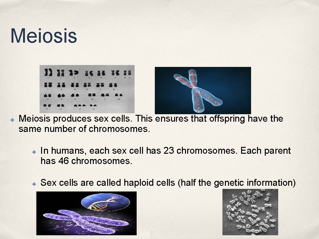 Meiosis ✤ Meiosis produces sex cells. This ensures that offspring have the same number Meiosis ✤ Meiosis produces sex cells. This ensures that offspring have the same number