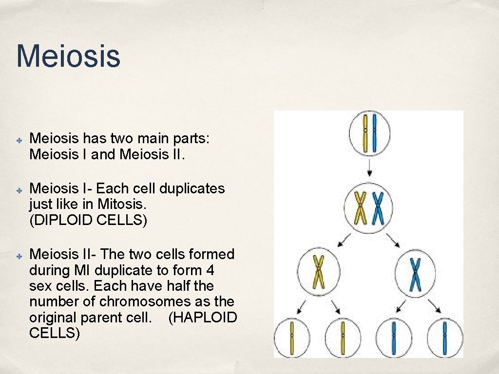 Meiosis ✤ ✤ ✤ Meiosis has two main parts: Meiosis I and Meiosis II. Meiosis ✤ ✤ ✤ Meiosis has two main parts: Meiosis I and Meiosis II.