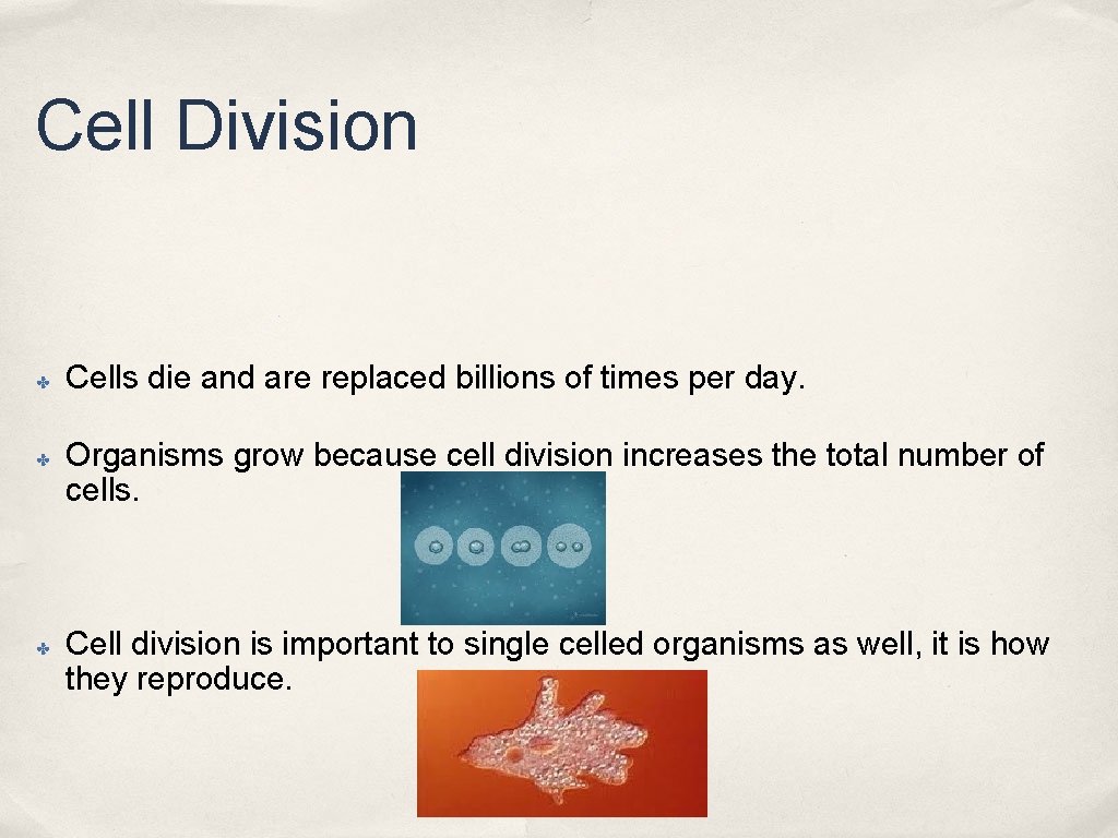 Cell Division ✤ ✤ ✤ Cells die and are replaced billions of times per Cell Division ✤ ✤ ✤ Cells die and are replaced billions of times per