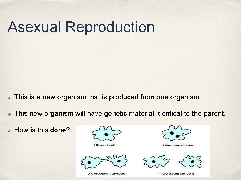 Asexual Reproduction ✤ This is a new organism that is produced from one organism. Asexual Reproduction ✤ This is a new organism that is produced from one organism.