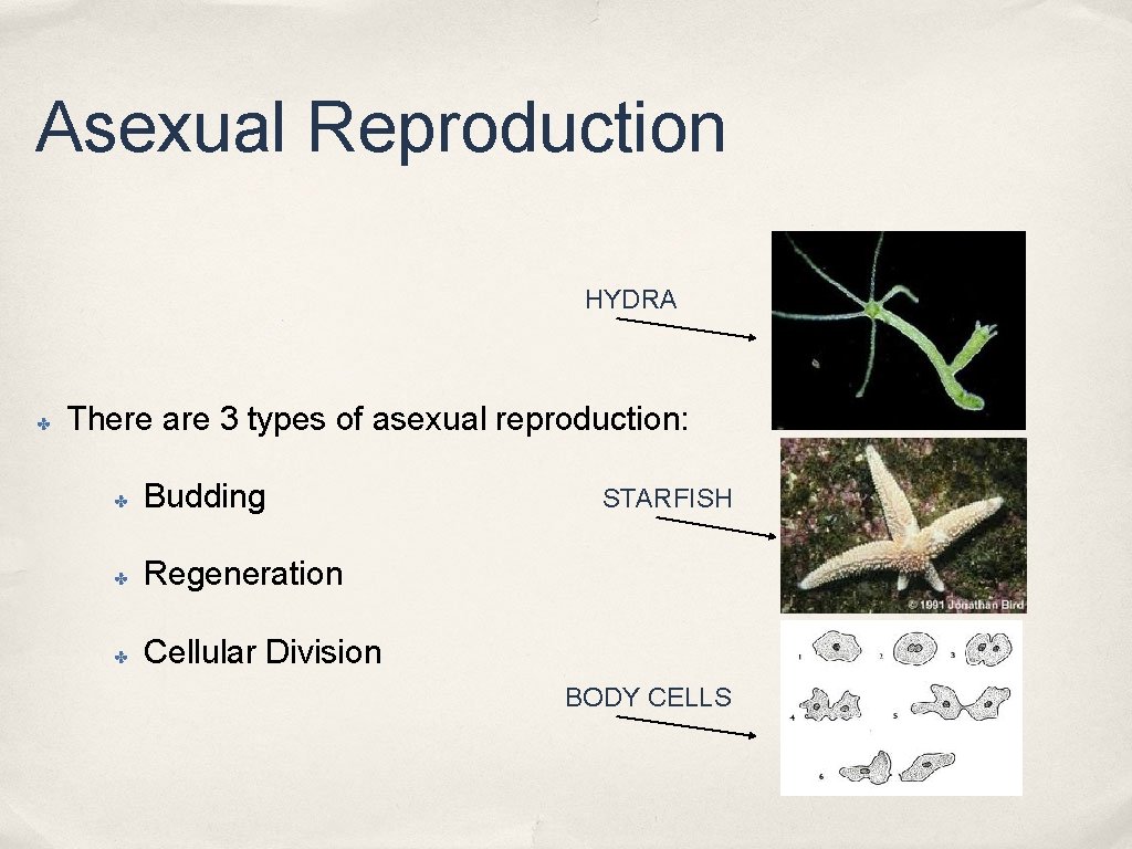 Asexual Reproduction HYDRA ✤ There are 3 types of asexual reproduction: ✤ Budding ✤ Asexual Reproduction HYDRA ✤ There are 3 types of asexual reproduction: ✤ Budding ✤