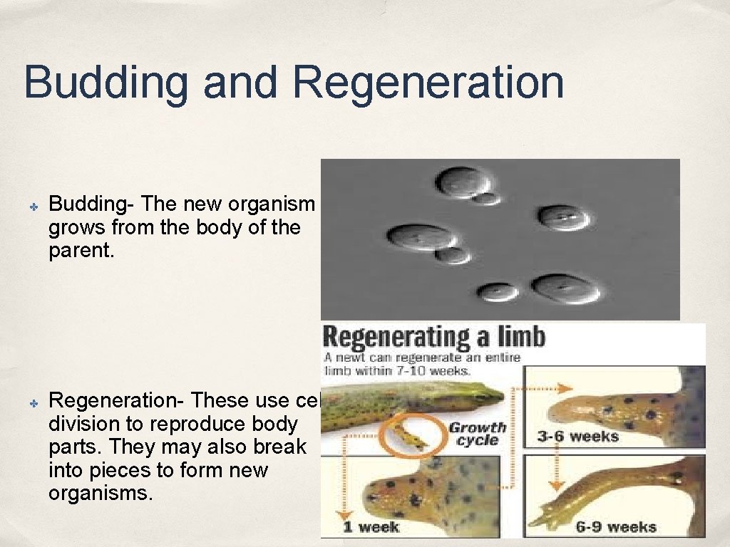Budding and Regeneration ✤ ✤ Budding- The new organism grows from the body of Budding and Regeneration ✤ ✤ Budding- The new organism grows from the body of