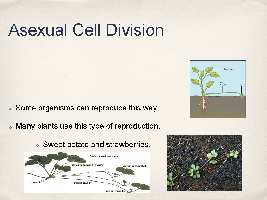 Asexual Cell Division ✤ Some organisms can reproduce this way. ✤ Many plants use Asexual Cell Division ✤ Some organisms can reproduce this way. ✤ Many plants use