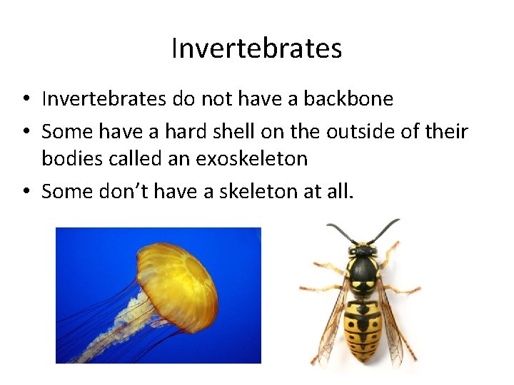 Invertebrates • Invertebrates do not have a backbone • Some have a hard shell