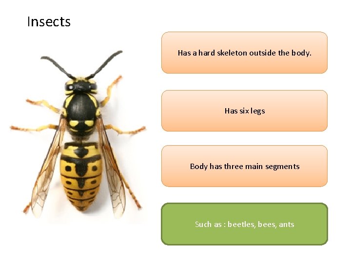 Insects Has a hard skeleton outside the body. Has six legs Body has three