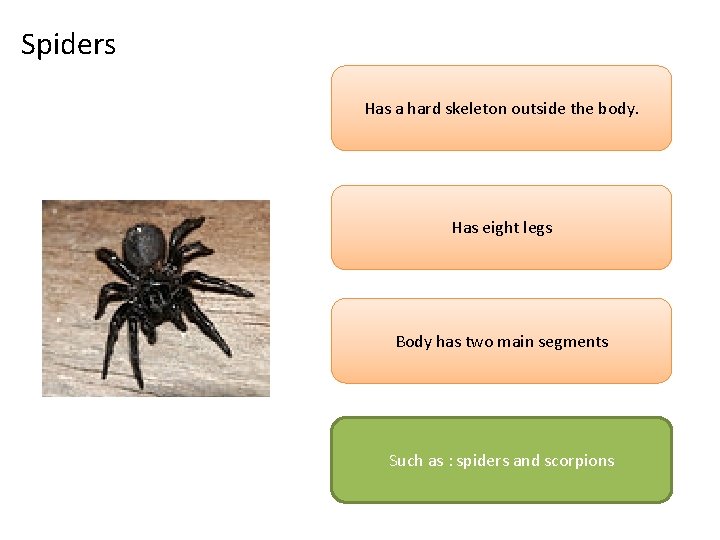 Spiders Has a hard skeleton outside the body. Has eight legs Body has two