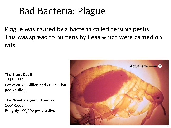 Bad Bacteria: Plague was caused by a bacteria called Yersinia pestis. This was spread
