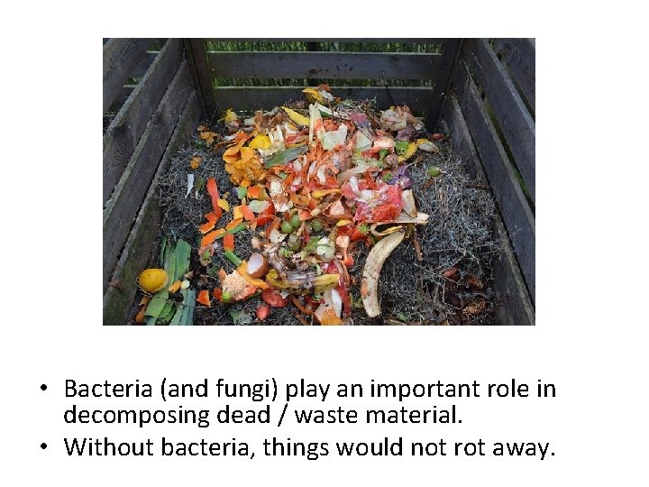  • Bacteria (and fungi) play an important role in decomposing dead / waste