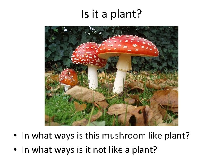 Is it a plant? • In what ways is this mushroom like plant? •