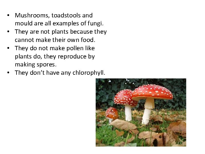  • Mushrooms, toadstools and mould are all examples of fungi. • They are