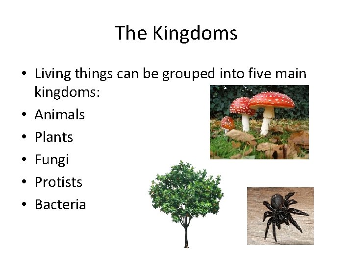The Kingdoms • Living things can be grouped into five main kingdoms: • Animals