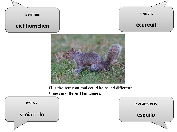 German: French: eichhörnchen écureuil Plus the same animal could be called different things in