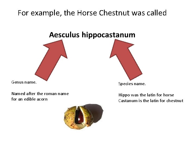 For example, the Horse Chestnut was called Aesculus hippocastanum Genus name. Species name. Named