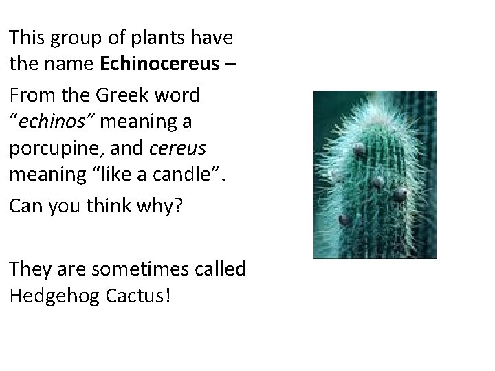 This group of plants have the name Echinocereus – From the Greek word “echinos”