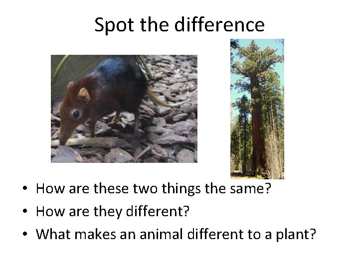 Spot the difference • How are these two things the same? • How are