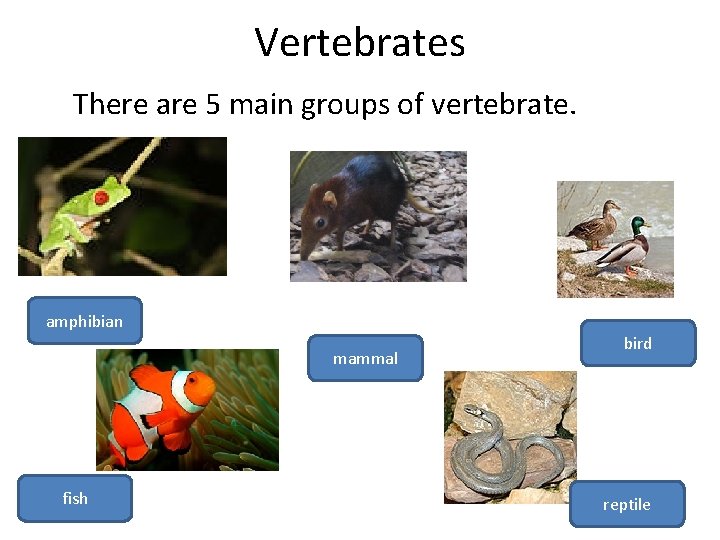 Vertebrates There are 5 main groups of vertebrate. amphibian mammal fish bird reptile 