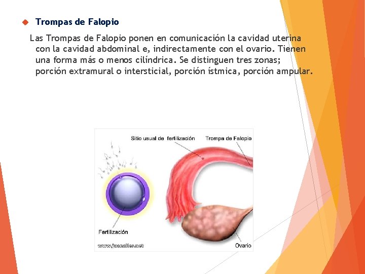 APARATO REPRODUCTOR MASCULINO Y FEMENINO Aparato reproductor femenino