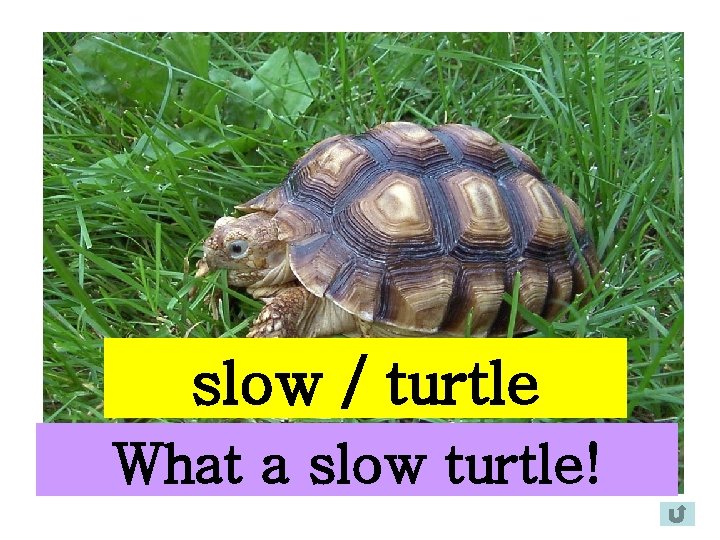 slow / turtle What a slow turtle! 