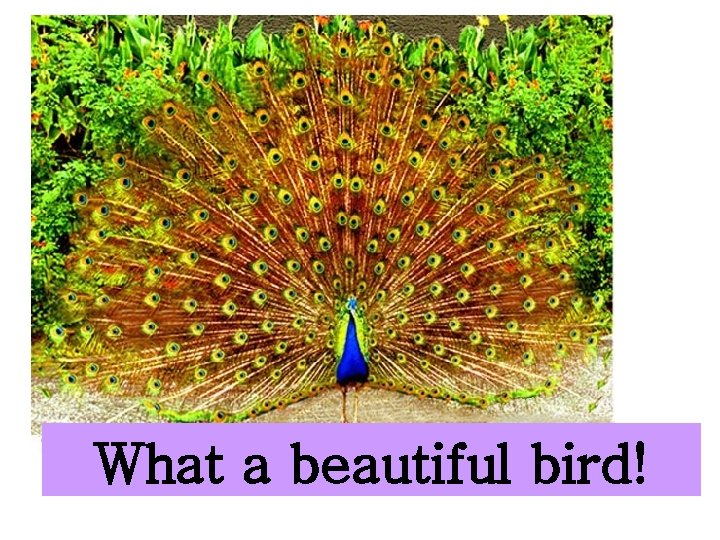What a beautiful bird! 