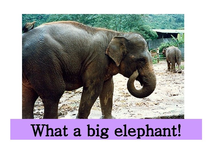 What a big elephant! 