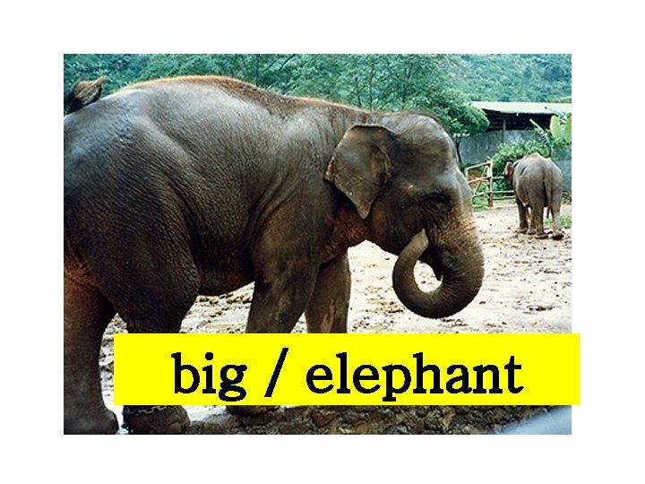 big / elephant 