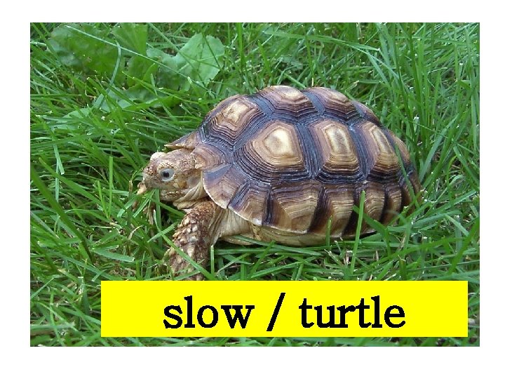 slow / turtle 