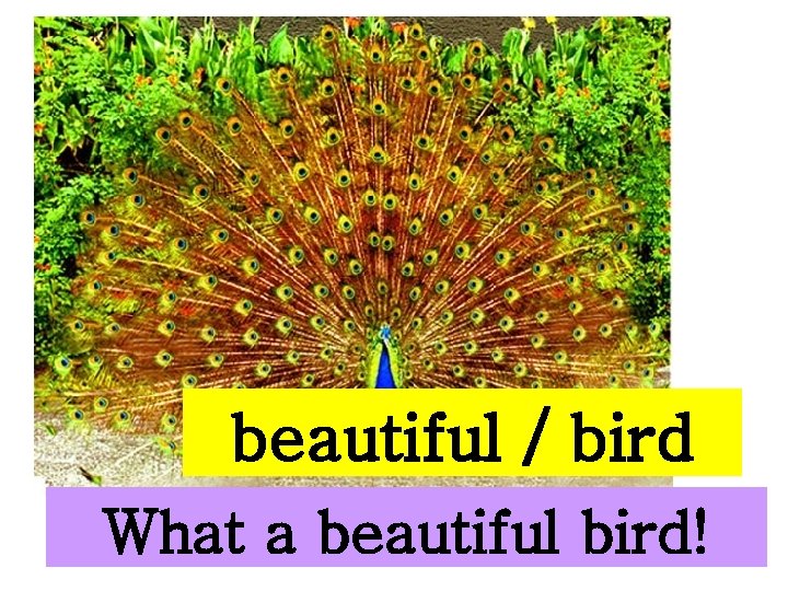 beautiful / bird What a beautiful bird! 