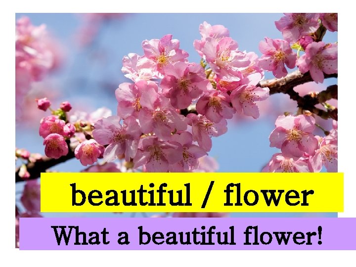 beautiful / flower What a beautiful flower! 