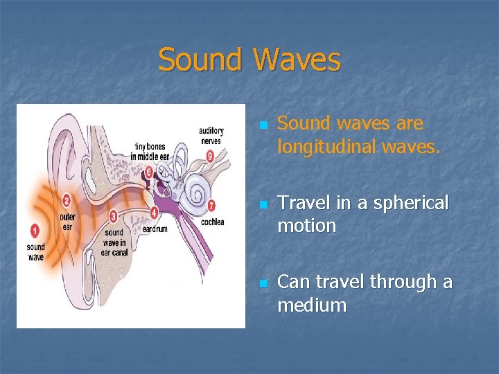 Sound Waves n n n Sound waves are longitudinal waves. Travel in a spherical