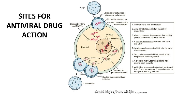 SITES FOR ANTIVIRAL DRUG ACTION 